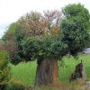 kokkinias_various (39)