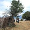 athanasopoulou (6)